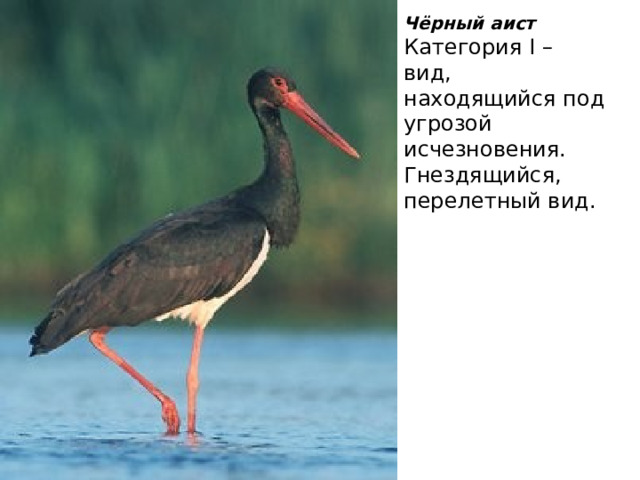 Чёрный аист Категория I – вид, находящийся под угрозой исчезновения. Гнездящийся, перелетный вид. 