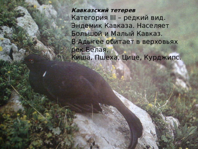 Кавказский тетерев Категория III – редкий вид. Эндемик Кавказа. Населяет Большой и Малый Кавказ. В Адыгее обитает в верховьях рек Белая, Киша, Пшеха, Цице, Курджипс. 