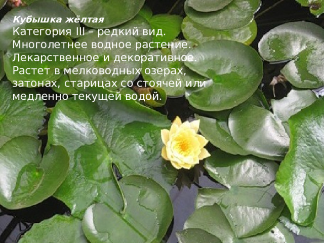 Кубышка жёлтая Категория III – редкий вид. Многолетнее водное растение. Лекарственное и декоративное. Растет в мелководных озерах, затонах, старицах со стоячей или медленно текущей водой. 