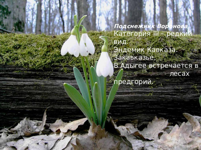 Подснежник Воронова Категория III – редкий вид. Эндемик Кавказа. Закавказье. В Адыгее встречается в лесах предгорий. 