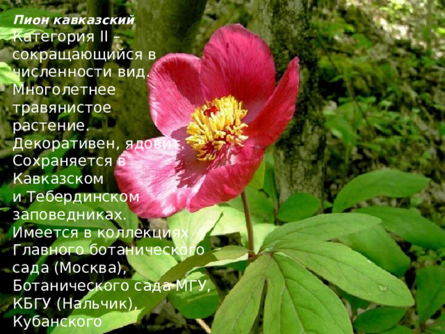 Пион кавказский Категория II – сокращающийся в численности вид. Многолетнее травянистое растение. Декоративен, ядовит. Сохраняется в Кавказском и Тебердинском заповедниках. Имеется в коллекциях Главного ботанического сада (Москва), Ботанического сада МГУ, КБГУ (Нальчик), Кубанского госуниверситета и др. 