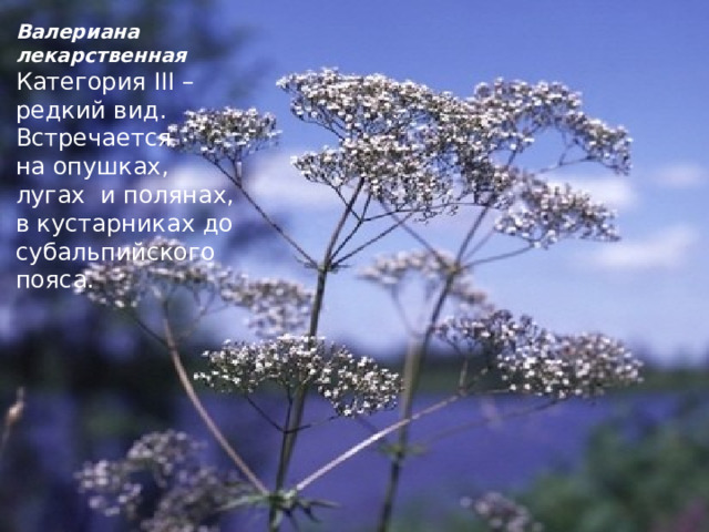 Валериана лекарственная Категория III – редкий вид. Встречается на опушках, лугах и полянах, в кустарниках до субальпийского пояса. 