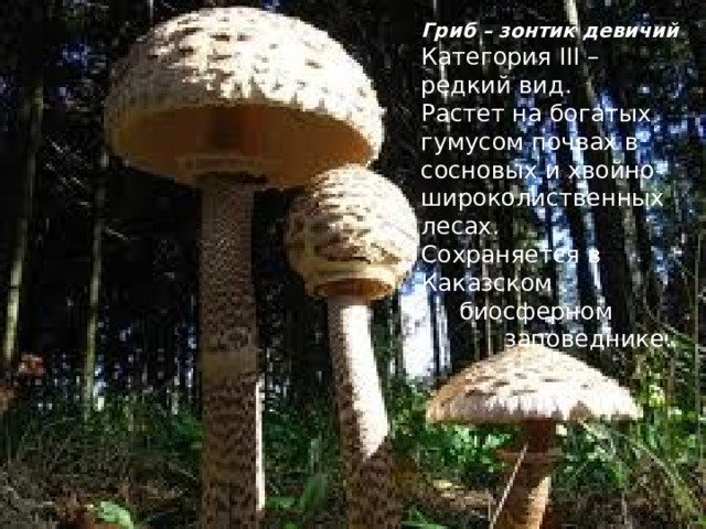 Гриб – зонтик девичий Категория III – редкий вид. Растет на богатых гумусом почвах в сосновых и хвойно- широколиственных лесах. Сохраняется в  Каказском  биосферном  заповеднике. 