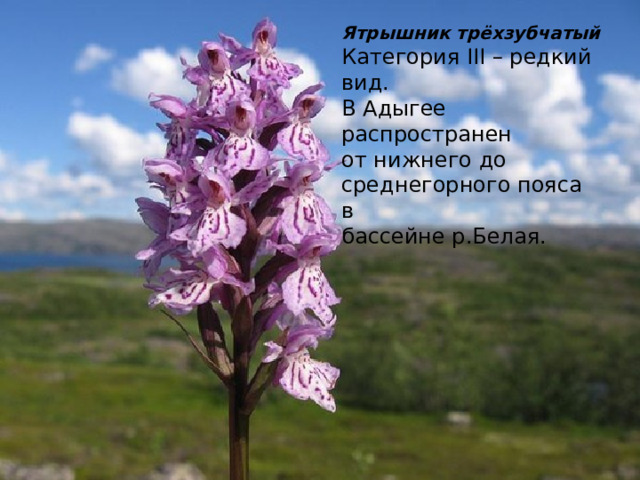 Ятрышник трёхзубчатый Категория III – редкий вид. В Адыгее распространен от нижнего до среднегорного пояса в бассейне р.Белая. 
