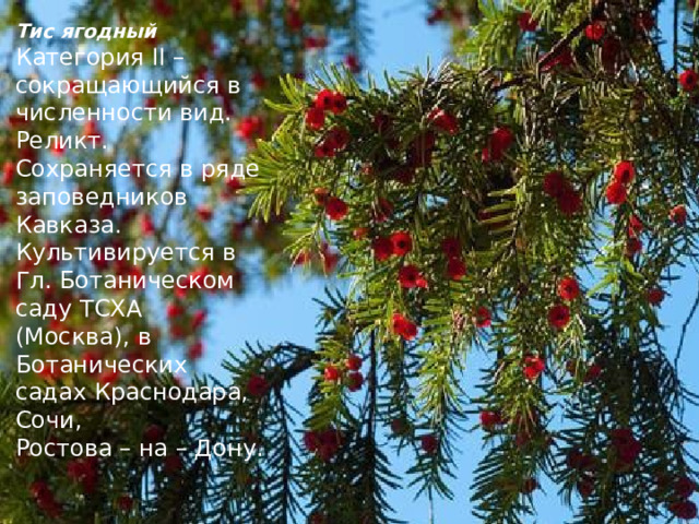 Тис ягодный Категория II – сокращающийся в численности вид. Реликт. Сохраняется в ряде заповедников Кавказа. Культивируется в Гл. Ботаническом саду ТСХА (Москва), в Ботанических садах Краснодара, Сочи, Ростова – на – Дону. 