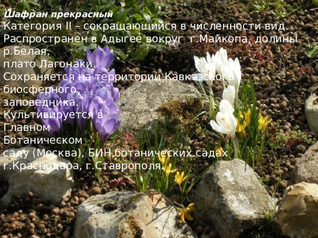 Шафран прекрасный Категория II – сокращающийся в численности вид. Распростран ен в Адыгее вокруг г.Майкопа, долин ы р.Белая, плато Лагонаки. Сохраняется на территории Кавказского биосферного заповедника. Культивируется в Главном Ботаническом саду (Москва), БИН,ботанических садах г.Краснодара, г.Ставрополя. 