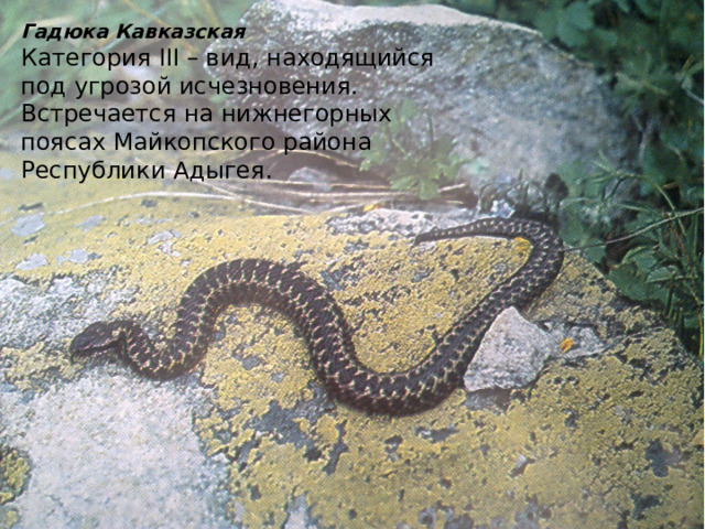Гадюка Кавказская Категория III – вид, находящийся под угрозой исчезновения. Встречается на нижнегорных пояса х Майкопского района Республики Адыгея. 