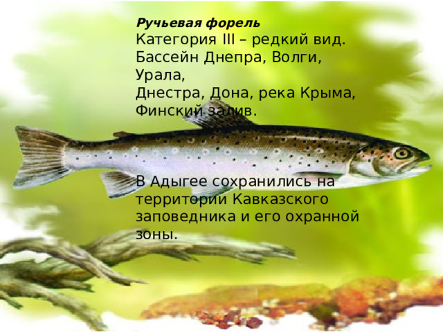 Ручьевая форель Категория III – редкий вид. Бассейн Днепра, Волги, Урала, Днестра, Дона, река Крыма, Финский залив. В Адыгее сохранились на территории Кавказского заповедника и его охранной зоны. 