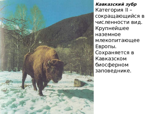 Кавказский зубр Категория II – сокращающийся в численности вид. Крупнейшее наземное млекопитающее Европы. Сохраняется в Кавказском биосферном заповеднике. 