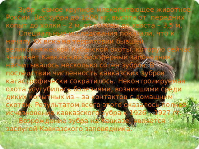  Зубр – самое крупное млекопитающее животное России. Вес зубра до 1200 кг, высота от передних копыт до холки – 2 м, от головы до хвоста – 3,5 м.  Специальные исследования показали, что к началу XX века на территории бывшей великокняжеской Кубанской охоты, которую сейчас занимает Кавказский биосферный заповедник, насчитывалось несколько сотен зубров. В последствии численность кавказских зубров катастрофически сократилось. Неконтролируемая охота усугубилась болезнями, возникшими среди диких копытных из – за контактов с домашним скотом. Результатом всего этого оказалось полное исчезновение кавказского зубра к 1926 – 1927 гг.  Возрождение зубра на Кавказе, является заслугой Кавказского заповедника .  