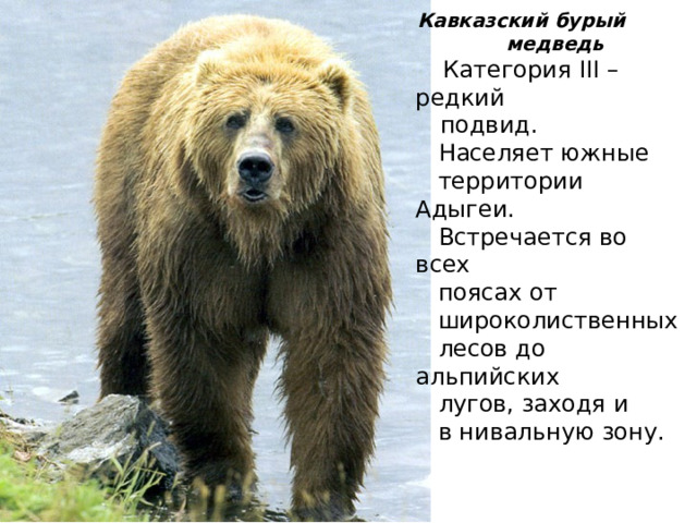 Кавказский бурый  медведь  Категория III – редкий  подвид.  Населяет южные  территории Адыгеи.  Встречается во всех  поясах от  широколиственных  лесов до альпийских  лугов, заходя и  в нивальную зону. 