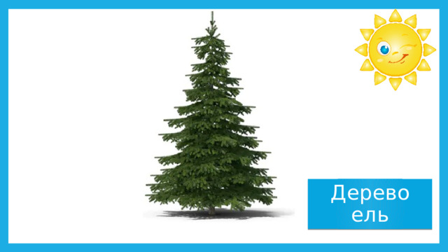 Дерево ель 