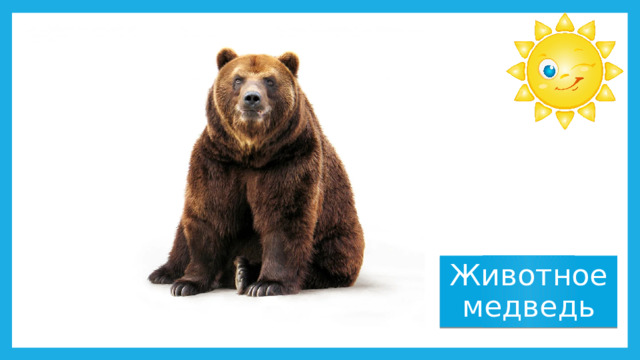 Животное медведь 