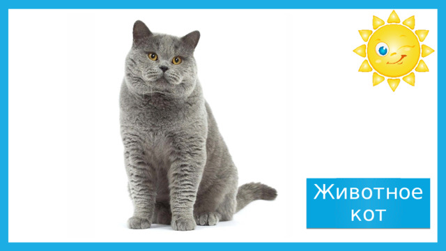Животное кот 