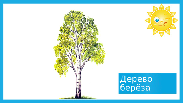 Дерево берёза 