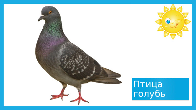 Птица голубь 