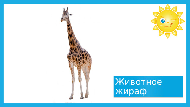 Животное жираф 