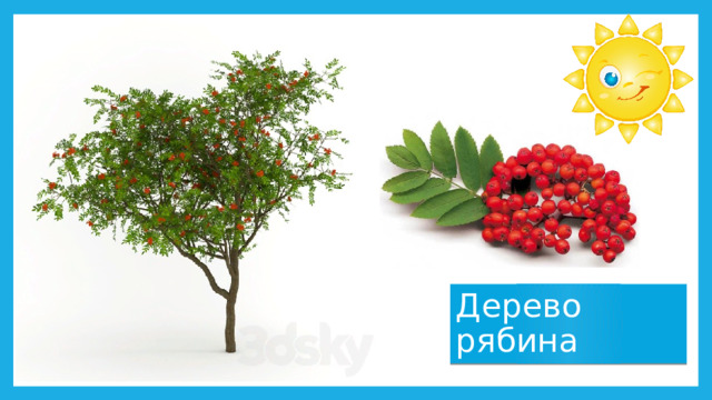 Дерево рябина 