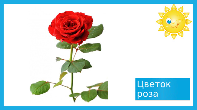 Цветок роза 