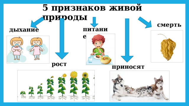 5 признаков живой природы смерть питание дыхание рост приносят потомство 