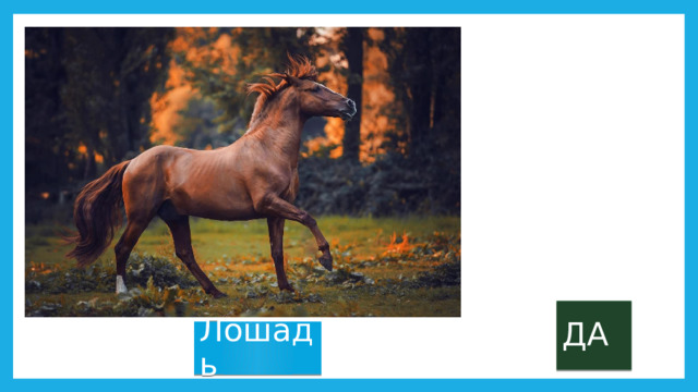 ДА Лошадь 