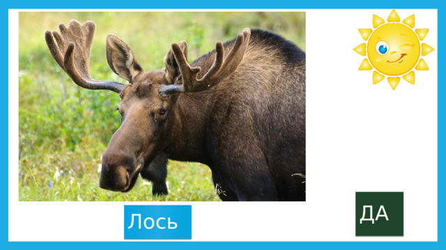 ДА Лось 