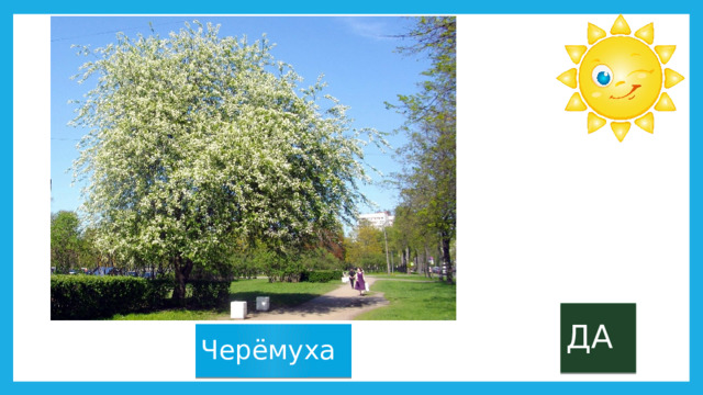 ДА Черёмуха 