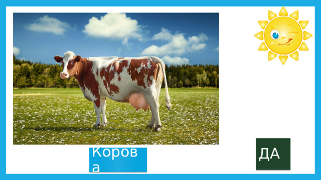 ДА Корова 