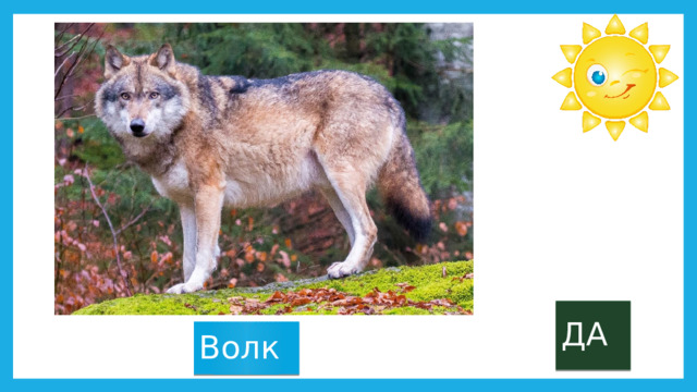 ДА Волк 
