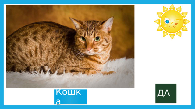 ДА Кошка 