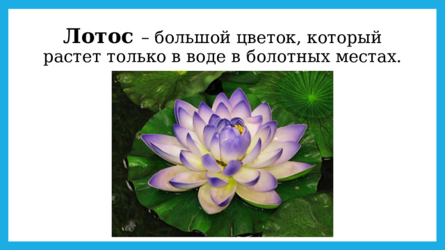 Лотос – большой цветок, который растет только в воде в болотных местах. 