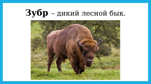 Зубр – дикий лесной бык. 