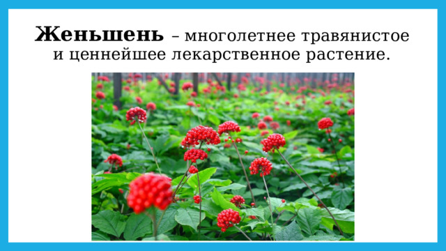 Женьшень – многолетнее травянистое и ценнейшее лекарственное растение. 