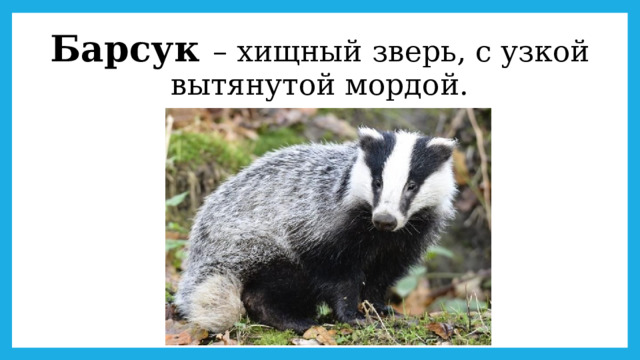 Барсук – хищный зверь, с узкой вытянутой мордой. 
