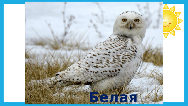 Белая сова 