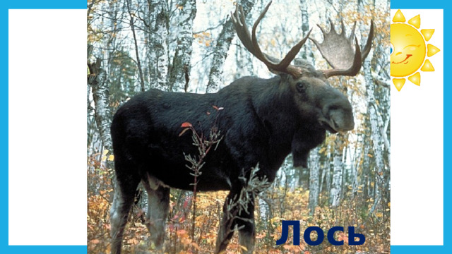 Лось 