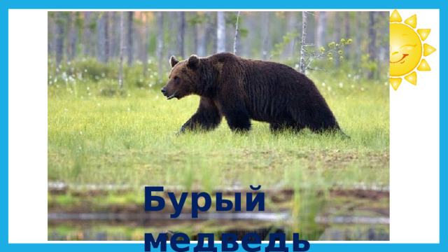 Бурый медведь 