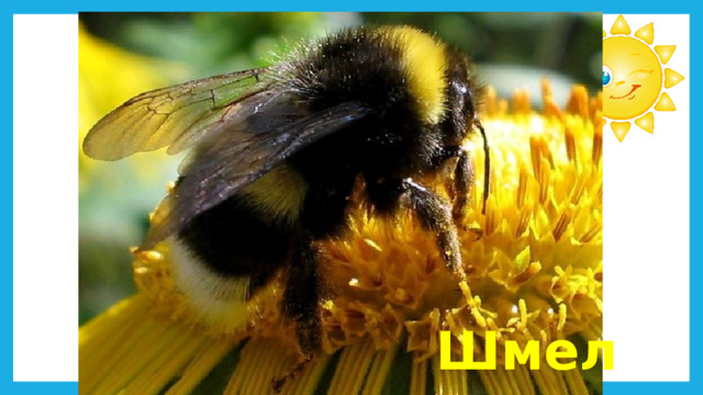 Шмель  