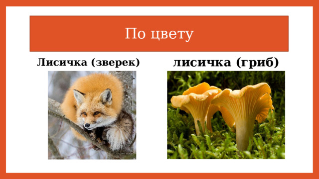 По цвету лисичка (гриб) Лисичка (зверек) 