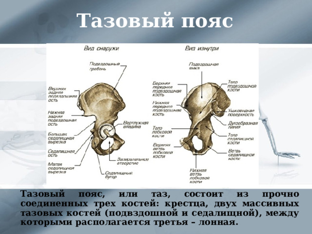 Тазовый пояс  Тазовый пояс, или таз, состоит из прочно соединенных трех костей: крестца, двух массивных тазовых костей (подвздошной и седалищной), между которыми располагается третья – лонная. 