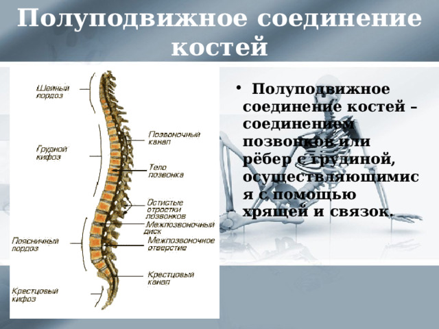 Полуподвижное соединение костей  Полуподвижное соединение костей – соединением позвонков или рёбер с грудиной, осуществляющимися с помощью хрящей и связок. 