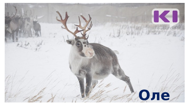 Олень 