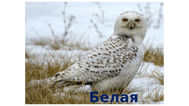 Белая сова 