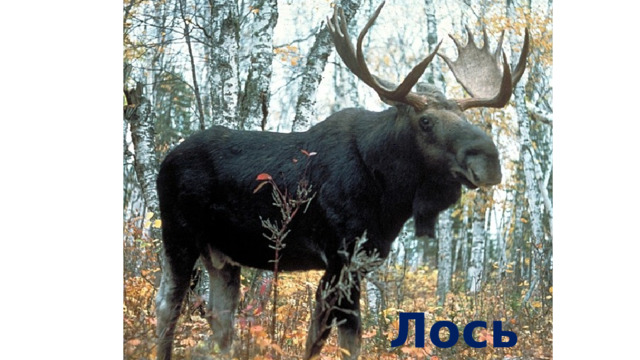 Лось 