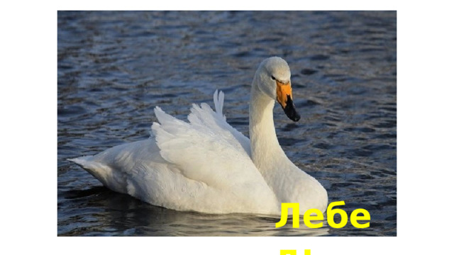 Лебедь 