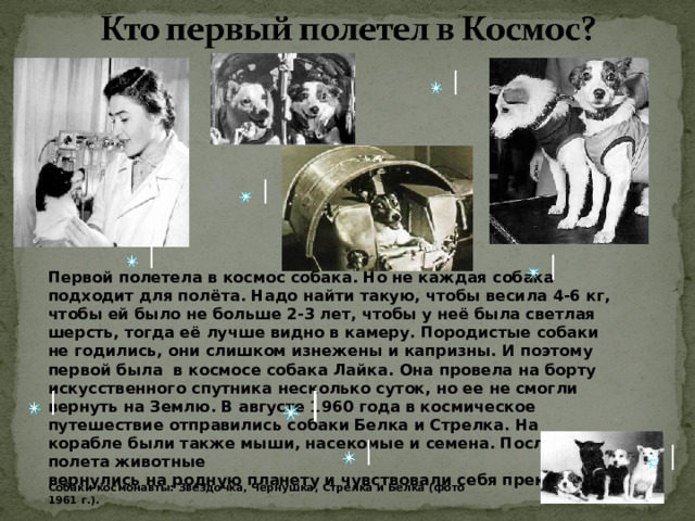 Первой полетела в космос собака. Но не каждая собака подходит для полёта. Надо найти такую, чтобы весила 4-6 кг, чтобы ей было не больше 2-3 лет, чтобы у неё была светлая шерсть, тогда её лучше видно в камеру. Породистые собаки не годились, они слишком изнежены и капризны. И поэтому первой была в космосе собака Лайка. Она провела на борту искусственного спутника несколько суток, но ее не смогли вернуть на Землю. В августе 1960 года в космическое путешествие отправились собаки Белка и Стрелка. На корабле были также мыши, насекомые и семена. После полета животные вернулись на родную планету и чувствовали себя прекрасно. Собаки-космонавты: Звездочка, Чернушка, Стрелка и Белка (фото 1961 г.).   