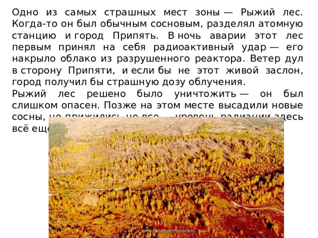 Одно из самых страшных мест зоны — Рыжий лес. Когда-то он был обычным сосновым, разделял атомную станцию и город Припять. В ночь аварии этот лес первым принял на себя радиоактивный удар — его накрыло облако из разрушенного реактора. Ветер дул в сторону Припяти, и если бы не этот живой заслон, город получил бы страшную дозу облучения. Рыжий лес решено было уничтожить — он был слишком опасен. Позже на этом месте высадили новые сосны, но прижились не все — уровень радиации здесь всё ещё слишком высок. 