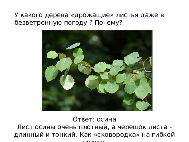 У какого дерева «дрожащие» листья даже в безветренную погоду ? Почему? Ответ: осина Лист осины очень плотный, а черешок листа - длинный и тонкий. Как «сковородка» на гибкой ножке. 