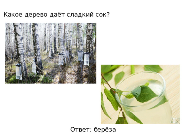 Какое дерево даёт сладкий сок? Ответ: берёза 
