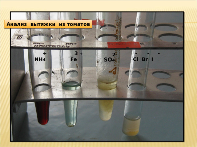 Анализ вытяжки из томатов - - - + 3 + 2- NH 4 Fe SO 4 Cl Br I 